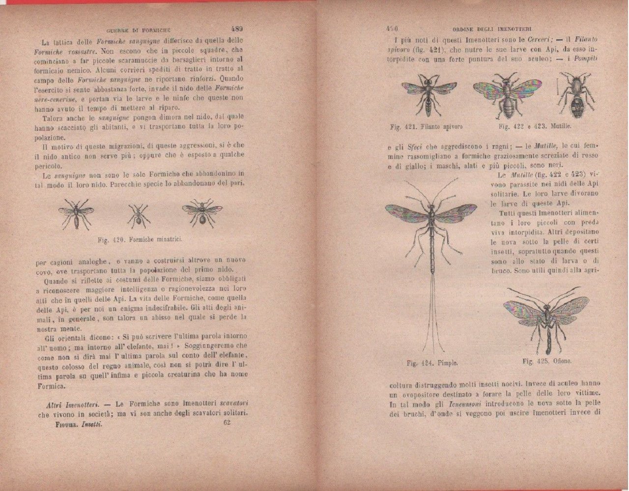 Formiche minatrici/Filanto apivoro, Mutille, Pimple, Ofione. Vecchia stampa