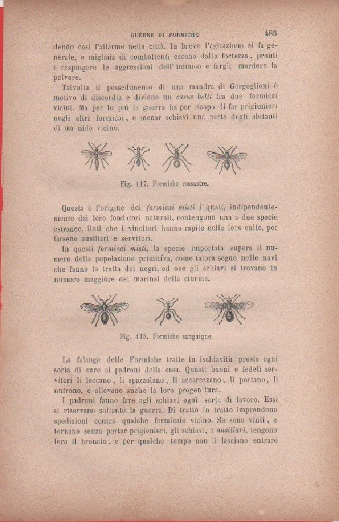 Formiche rossastre; Formiche sanguigne. Vecchia stampa