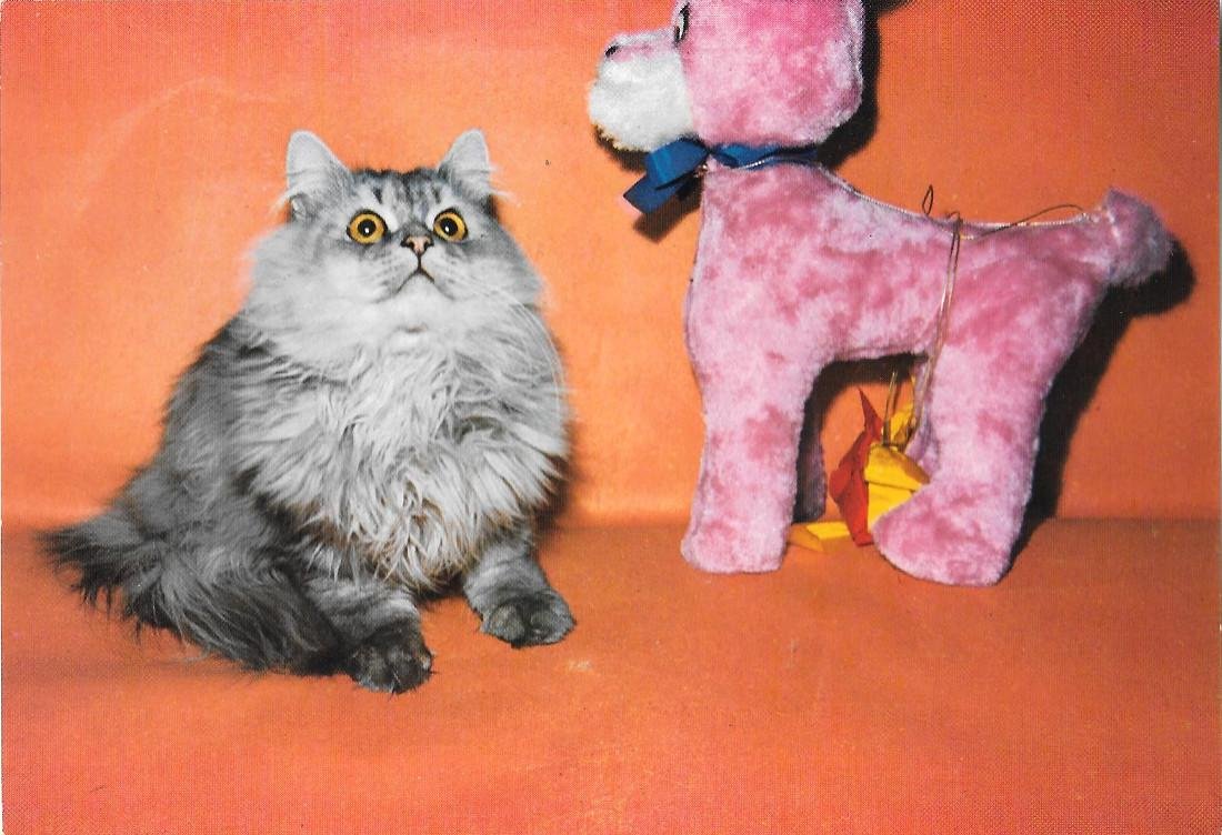 Gatto con pupazzo rosa. Non viaggiata