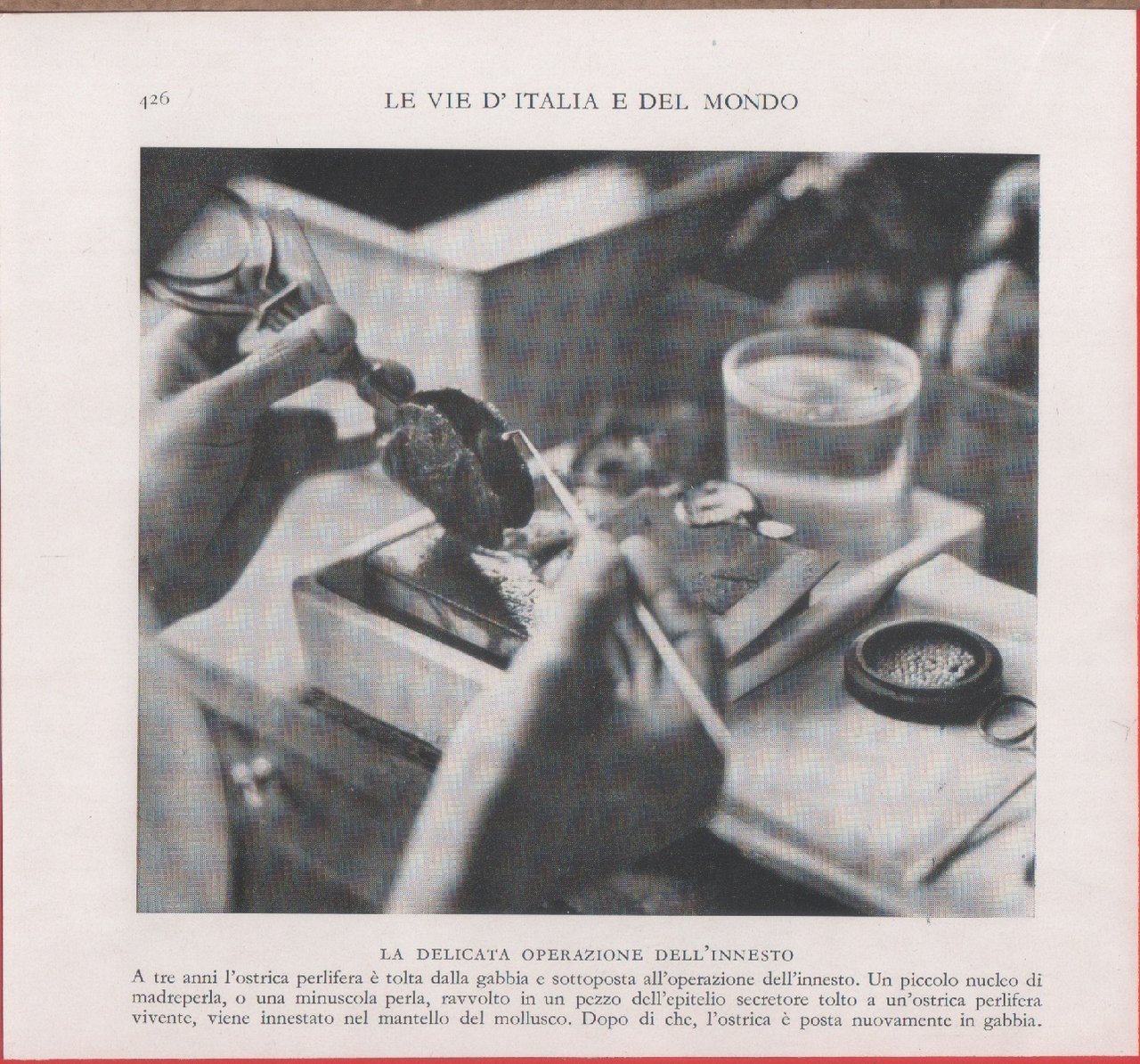Giappone. Innesto delle ostriche perlifere. Immagine 1937