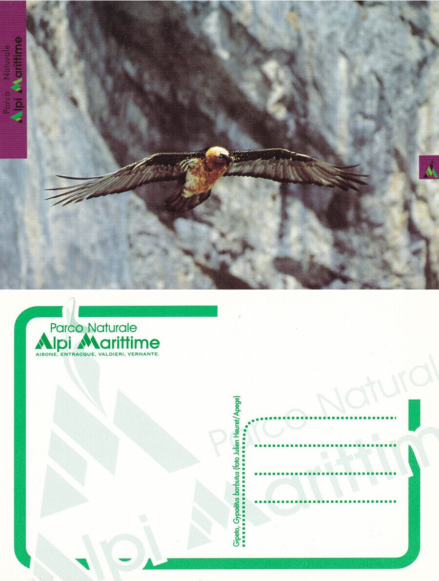 Gipeto, Gypaetus barbutus. Parco Alpi Marittime. Non viaggiata