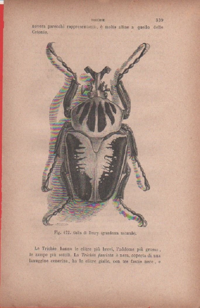 Golia di Drury (grandezza naturale). Vecchia stampa