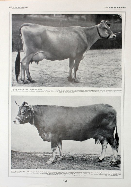 Grandes laitieres-beurrieres/Grandes beurrieres. Fronte/retro. Immagine 1927