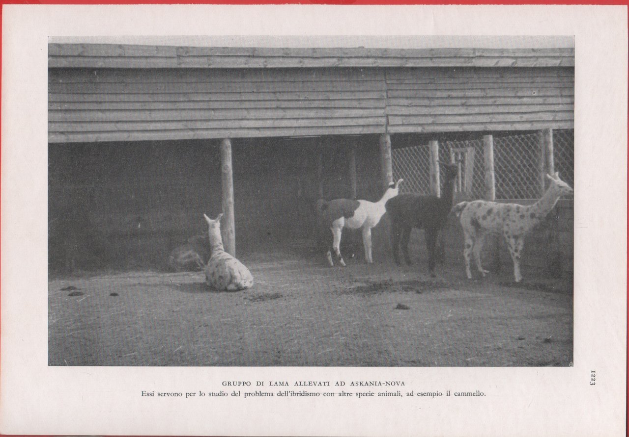 Gruppo di lama allevato a Askania-Nova (Ucraina). Immagine 1937