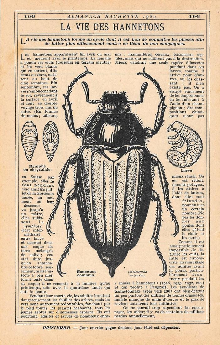 Hanneton commun (Mololontha vulgaris). Stampa 1930