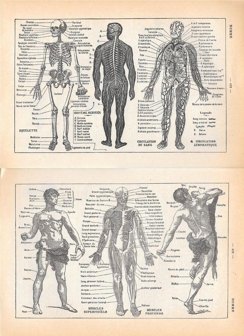 Homme. Stampa 1954, pagina doppia