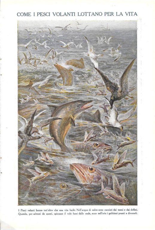 I meravigliosi colori dei pesci / Come i pesci volanti …