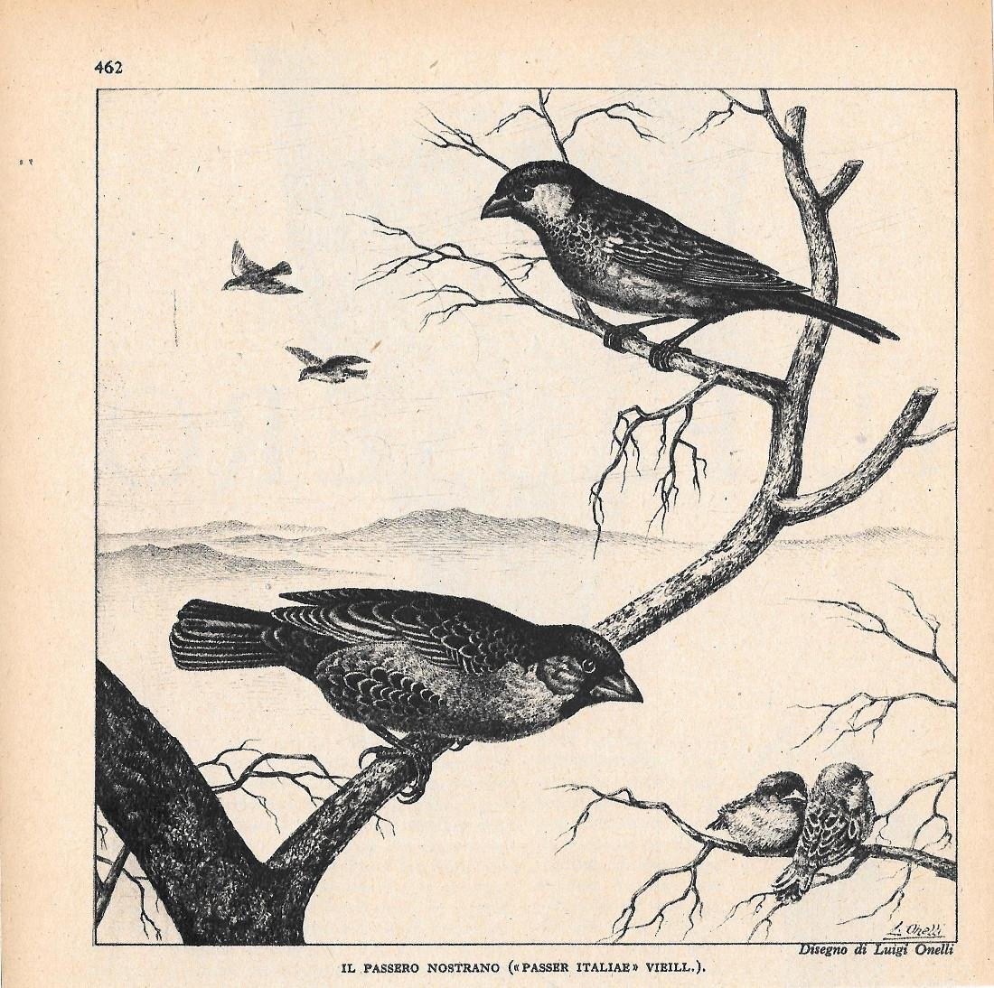 Il passero nostrano (Passer italiae Vieill.) 1947