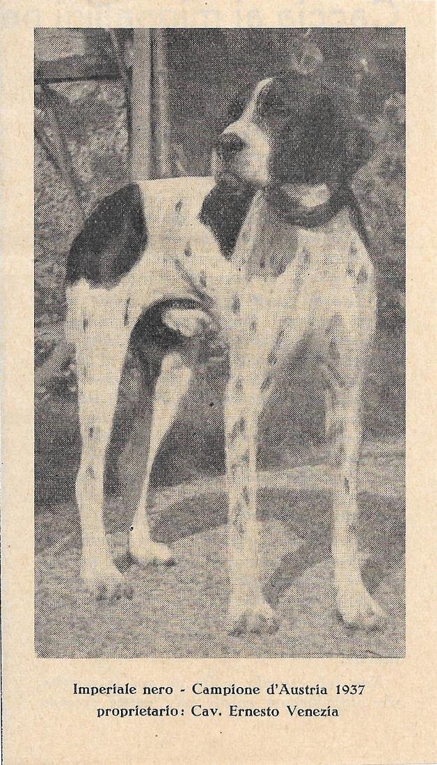 Imperiale nero. Campione d'Austria 1937. Stampa 1937 | Immagine principale