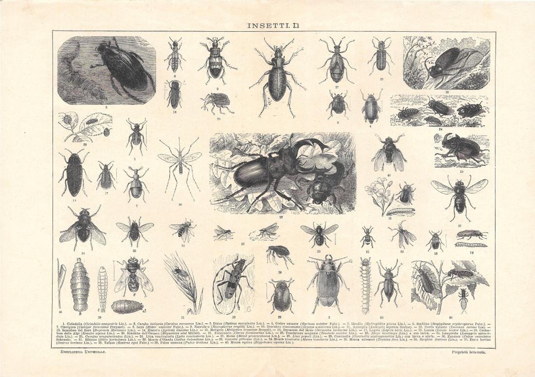 Insetti II. Lexicon Vallardi 1900 ca.