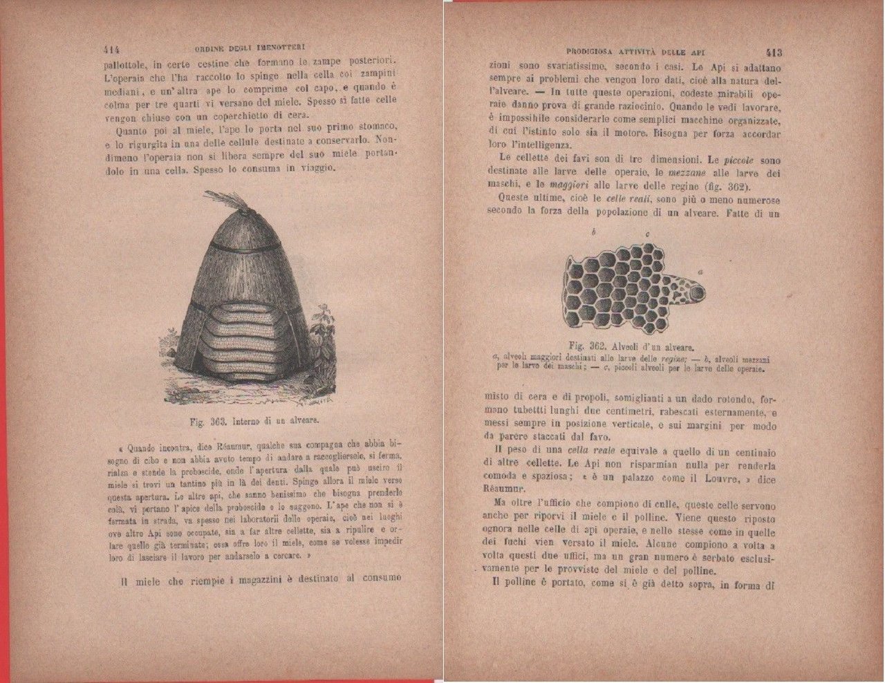 Interno di un alveare/Alveoli di un alveare. Vecchia stampa
