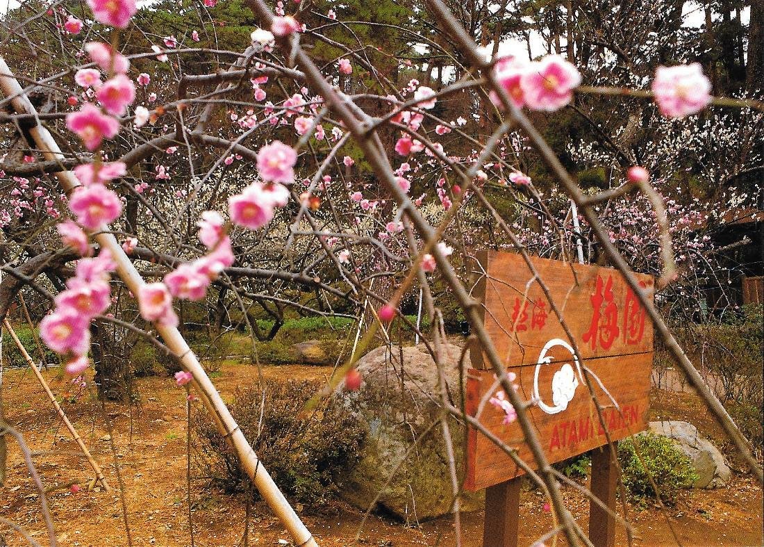 Japan. Atami Plum Garden. Festival openes on Jan, 15 every …