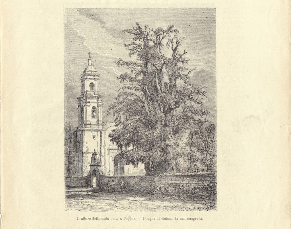 L'albero della mala notte a Popotla (Messico). Illustrazione 1864