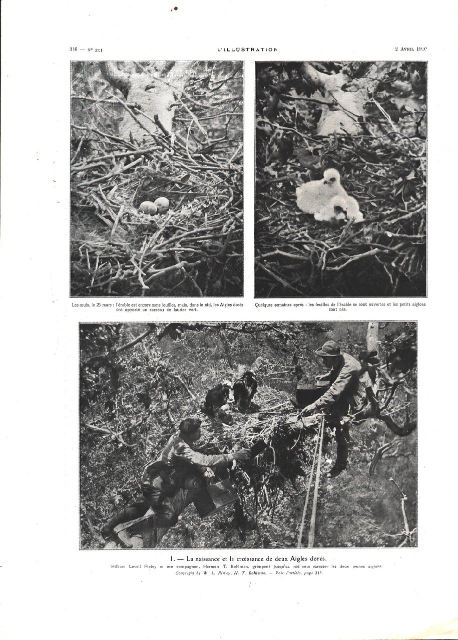 La naissance et la croissance de deux Aigles dores. Advertising …