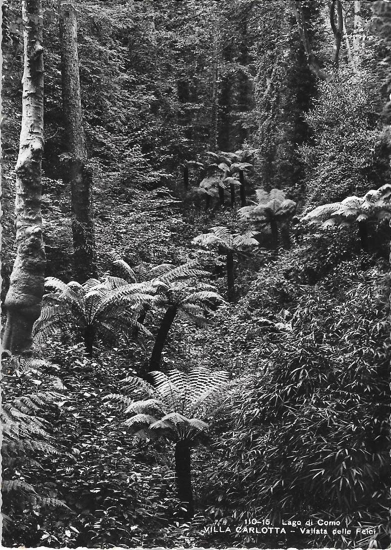 Lago di Como. Villa Carlotta. Vallata delle Felci. Non viaggiata
