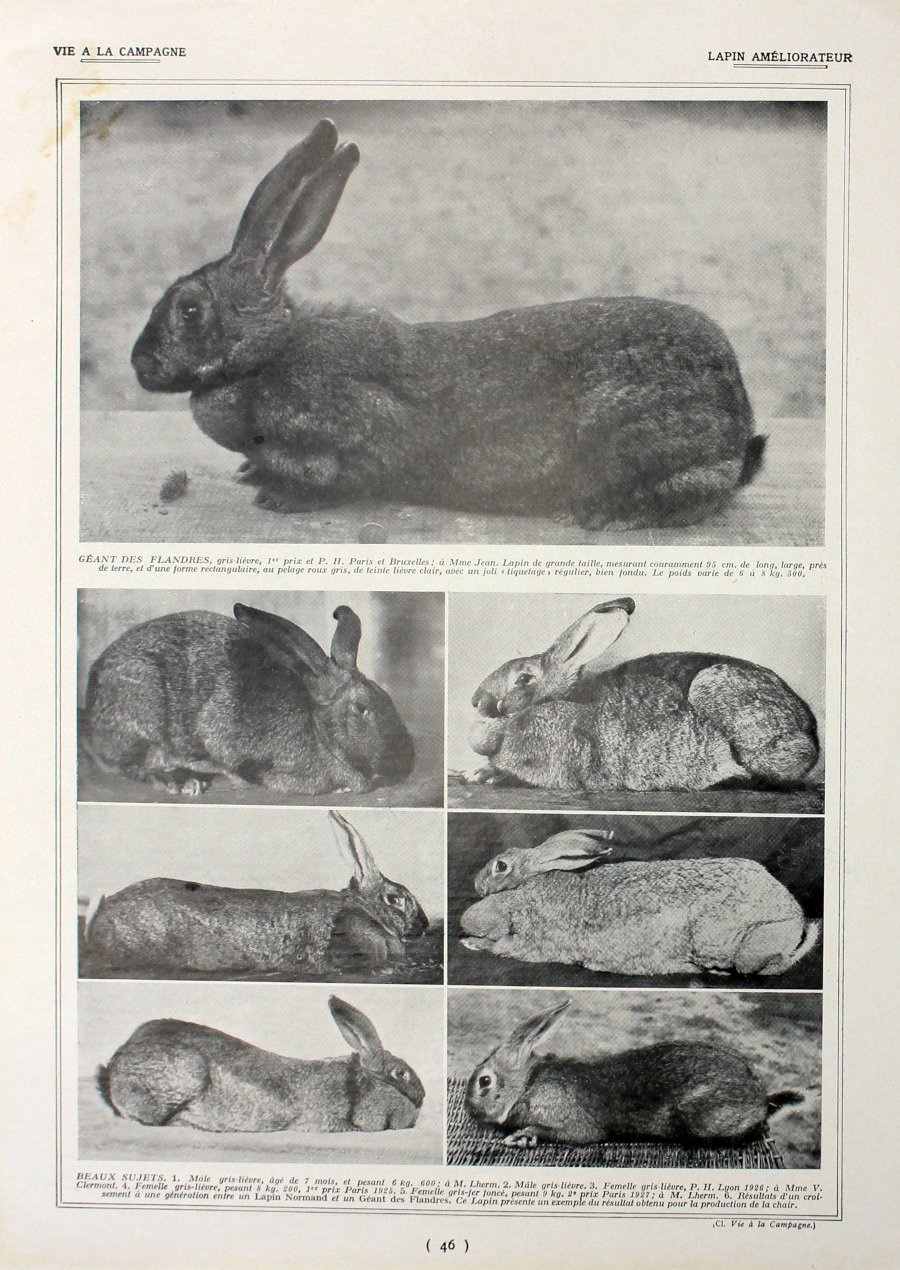 Lapin ameliorateur/Lapin pour la chair. Fronte/retro. Immagine 1927