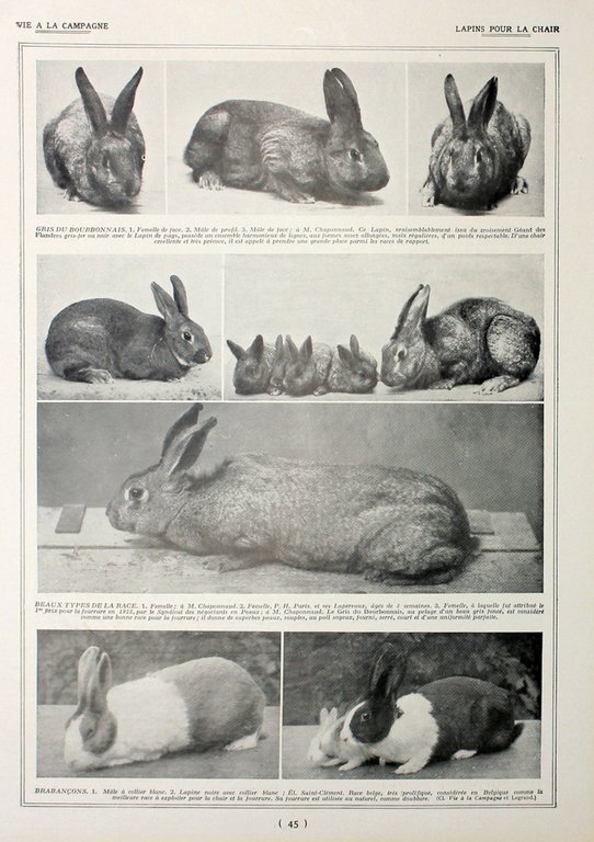 Lapin ameliorateur/Lapin pour la chair. Fronte/retro. Immagine 1927