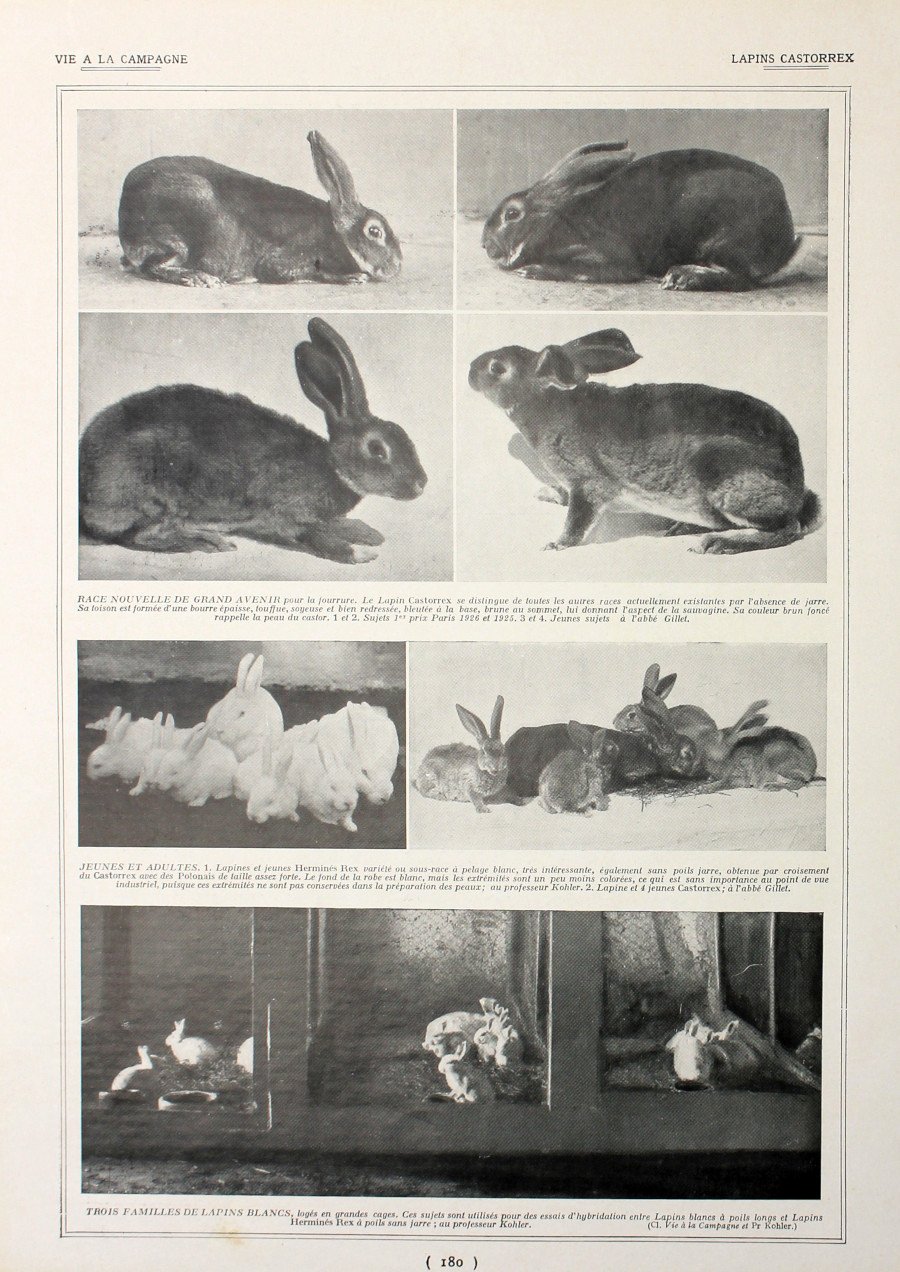 Lapin Castorrex/Chaponnage. Fronte/retro. Immagine 1927