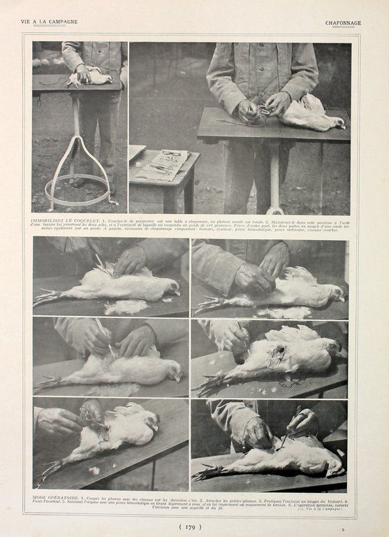 Lapin Castorrex/Chaponnage. Fronte/retro. Immagine 1927