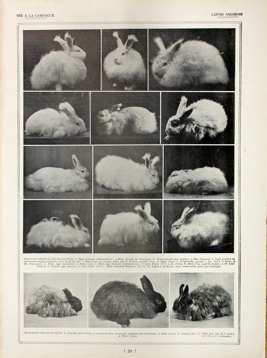 Lapins Angoras. Fronte/retro. Immagine 1927
