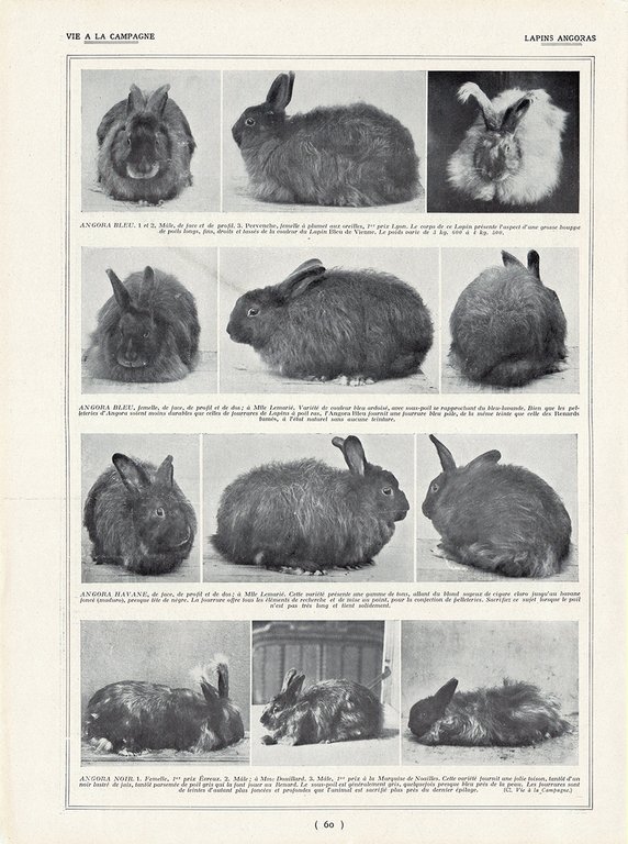 Lapins Angoras. Fronte/retro. Immagine 1927