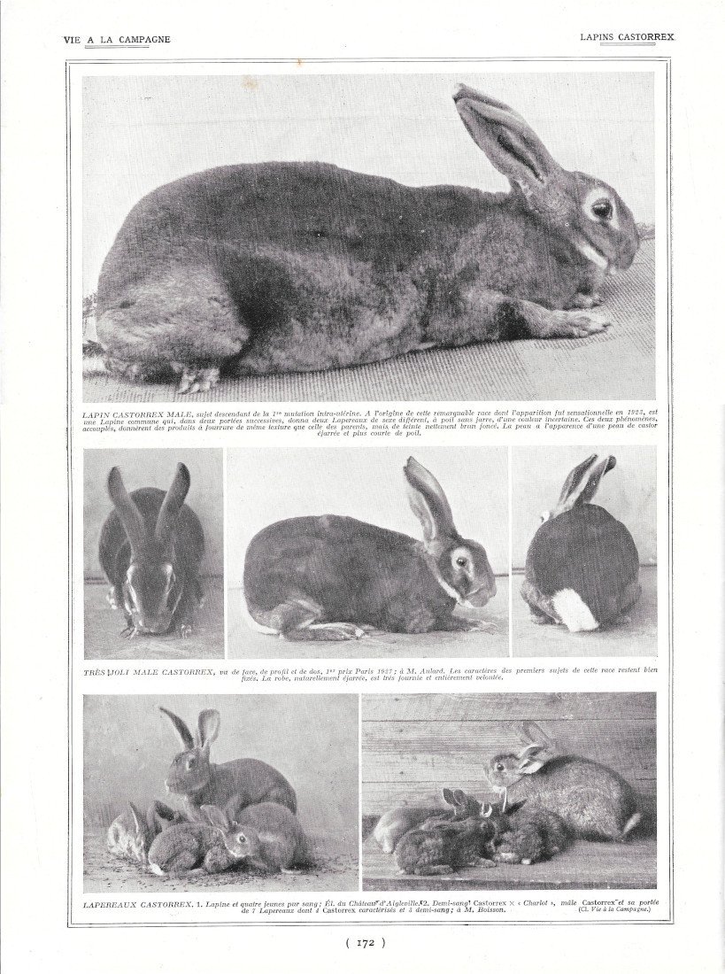Lapins Castorrex - Immagine 1928