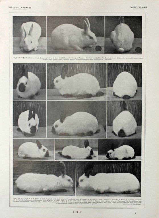 Lapins Chinchillas/Lapins blancs. Fronte/retro. Immagine 1927