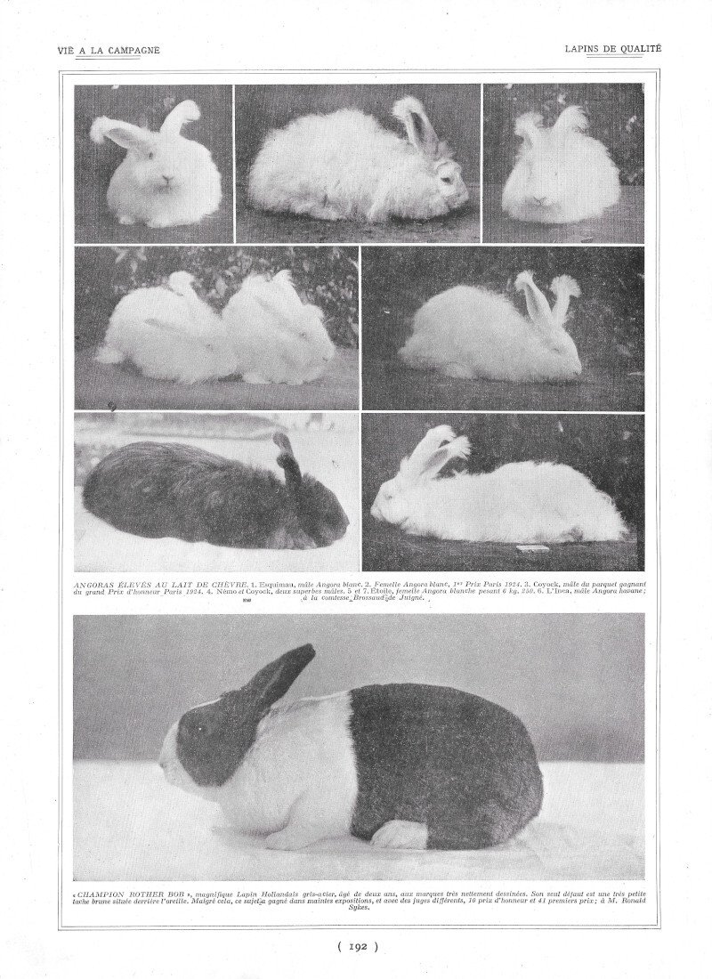 Lapins de qualité - Immagine 1924