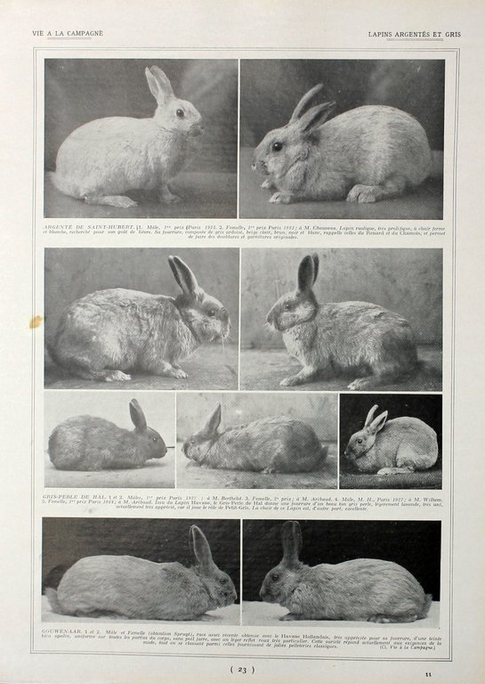 Lapins gris/Lapins argentes et gris. Fronte/retro. Immagine 1927