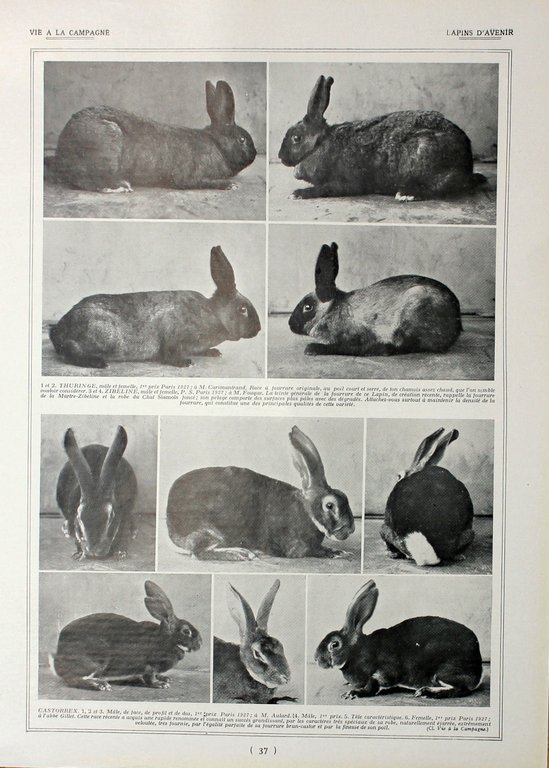 Lapins noirs/Lapins d'Avenir. Fronte/retro. Immagine 1927