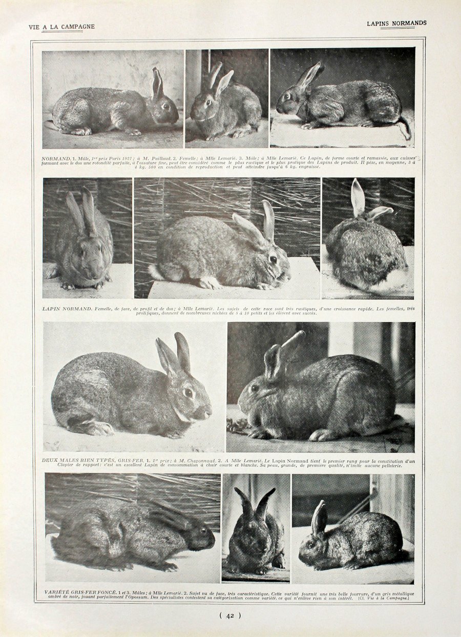 Lapins Normands/Lapins pour la chair. Fronte/retro. Immagine 1927