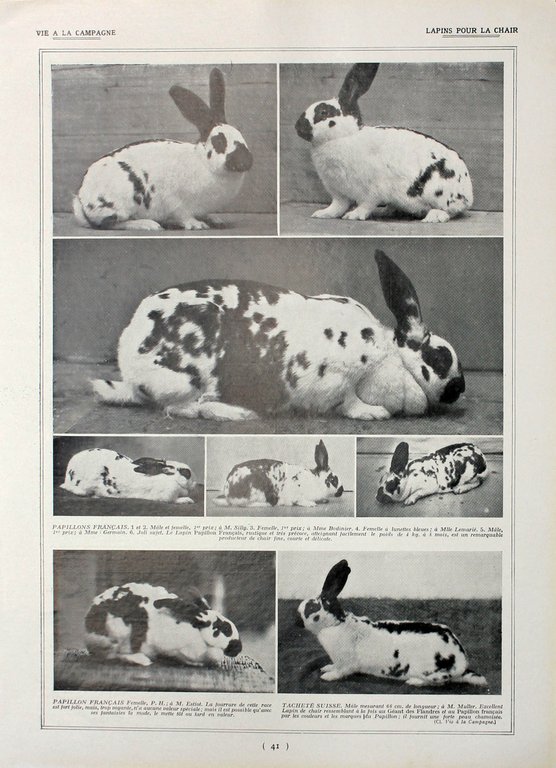 Lapins Normands/Lapins pour la chair. Fronte/retro. Immagine 1927
