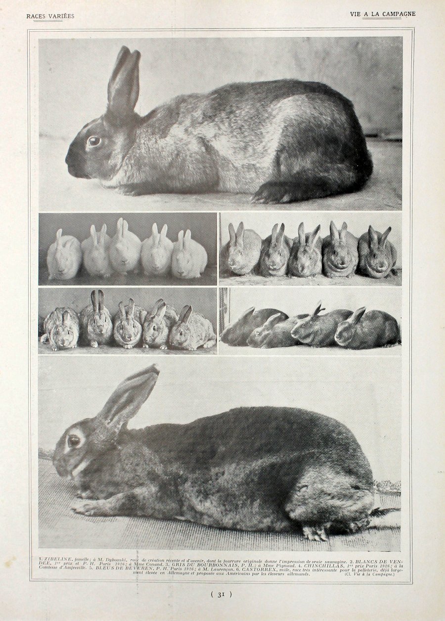 Lapins: races diverses/Races variees. Fronte/retro. Immagine 1927