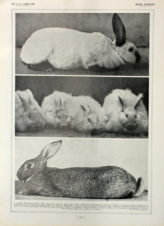 Lapins: races diverses/Races variees. Fronte/retro. Immagine 1927