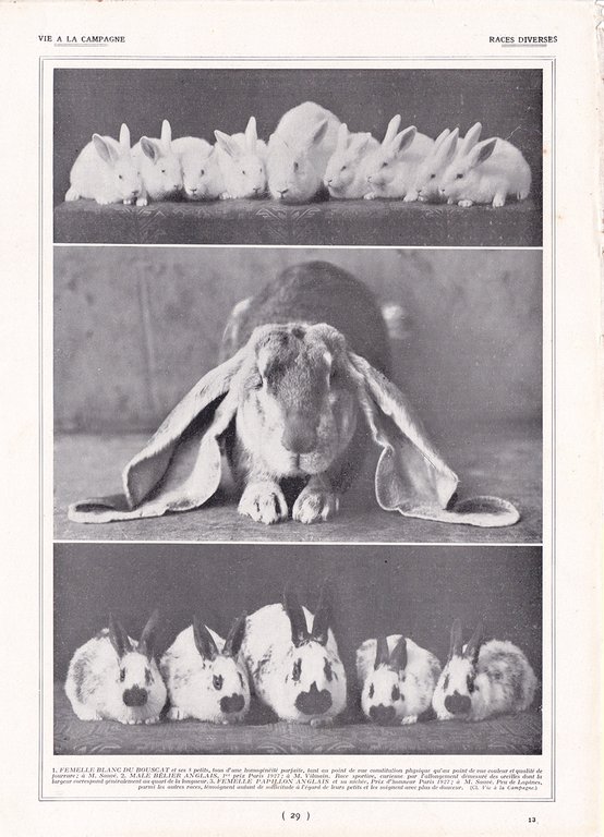Lapins: races variees/Races diverses. Fronte/retro. Immagine 1927