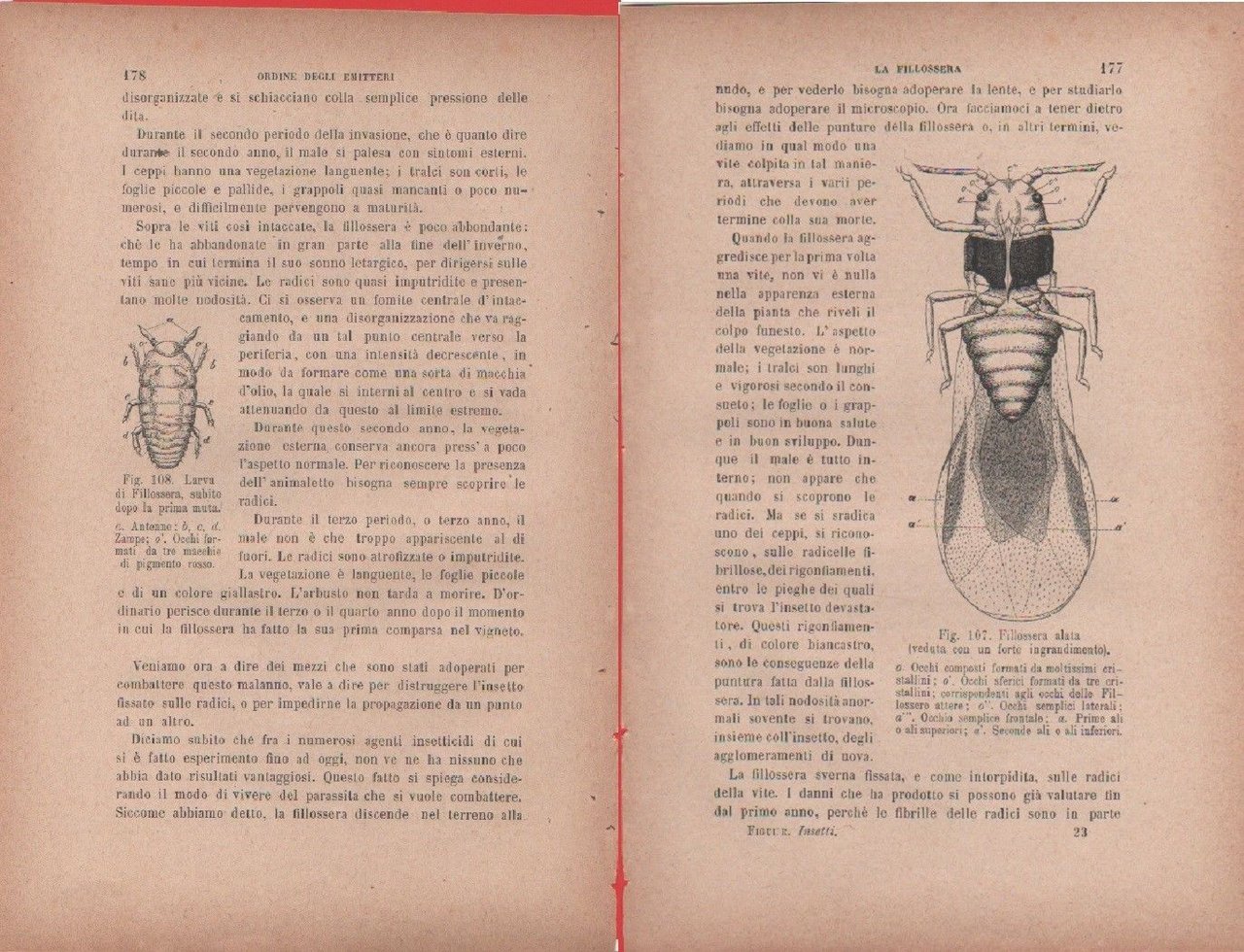 Larva di filossera/Filossera alata. Vecchia stampa