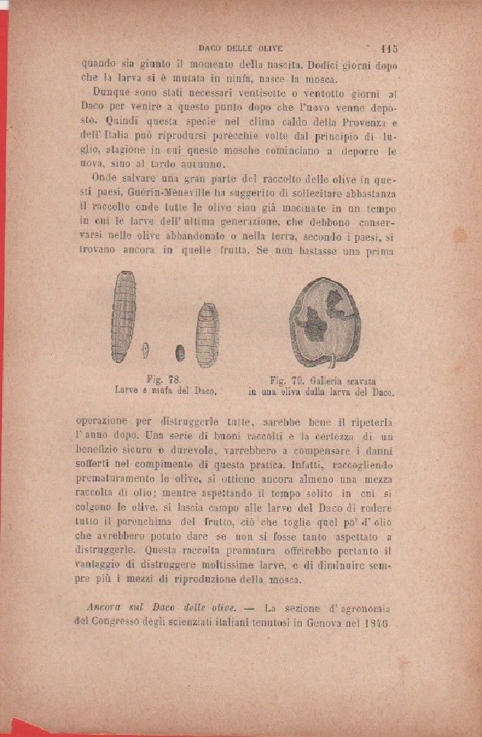 Larve e ninfa di Daco; Galleria scavata in una oliva …