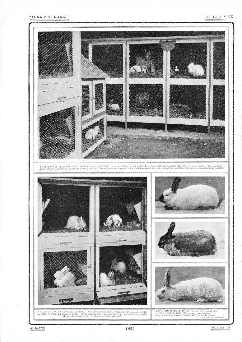 Le Clapier / Lapins a Fourrure - Immagine 1910