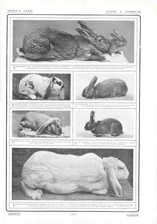 Le Clapier / Lapins a Fourrure - Immagine 1910