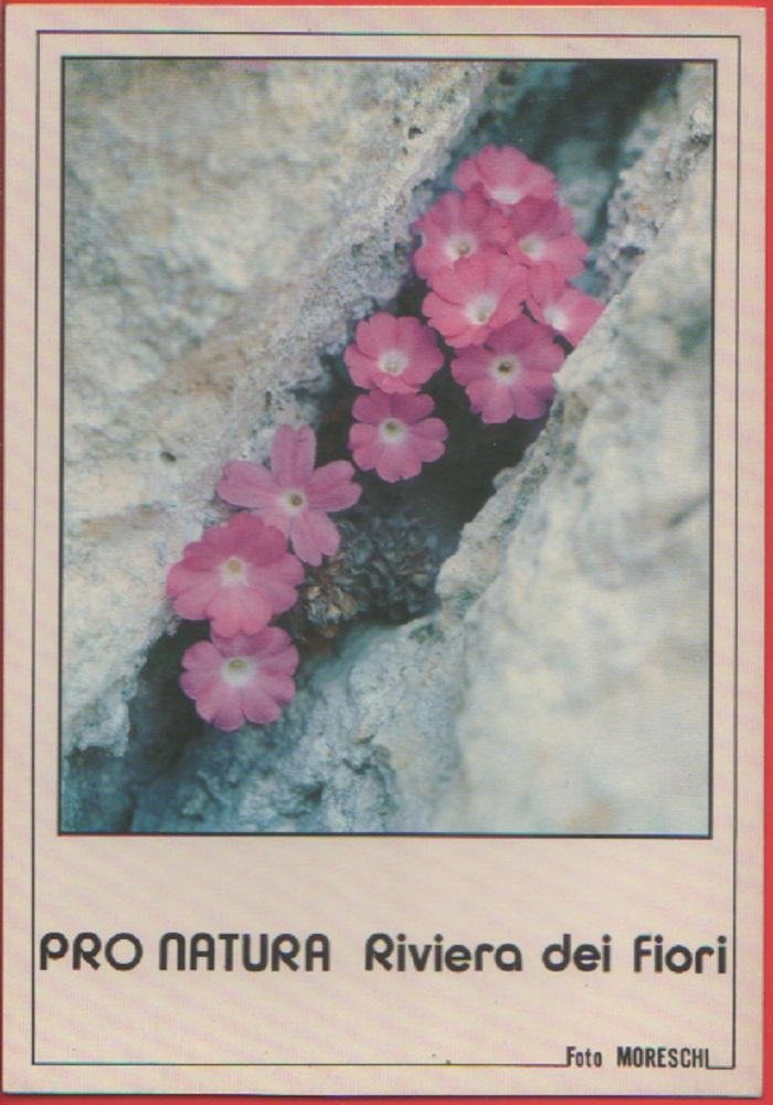 Le meraviglie delle Alpi Marittime. Primula Allioni