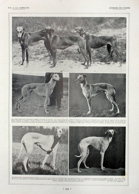 Levriers/Levriers de course. Fronte/retro. Immagine 1927