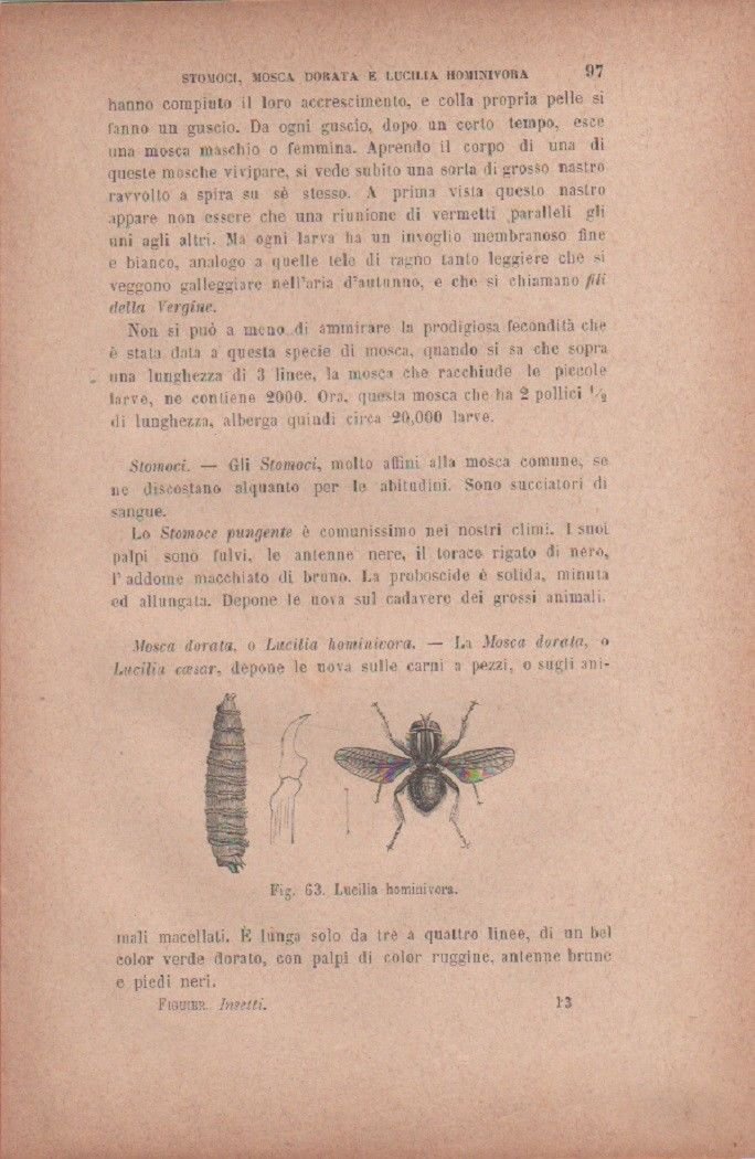 Lucilia hominivora. Vecchia stampa
