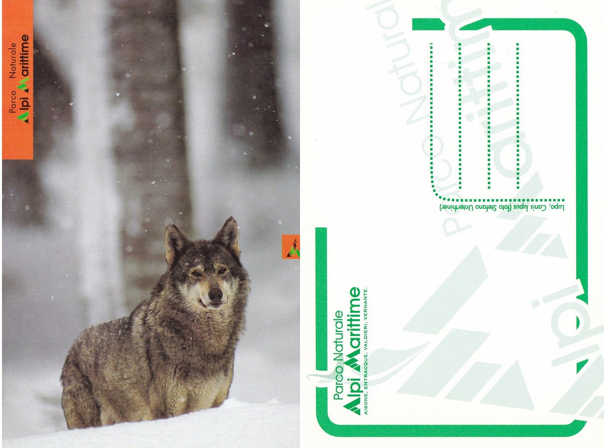 Lupo, Canis lupus. Parco Alpi Marittime. Non viaggiata