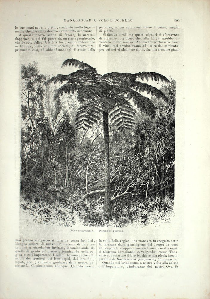 Madagascar: Felce arborescente. Stampa 1864