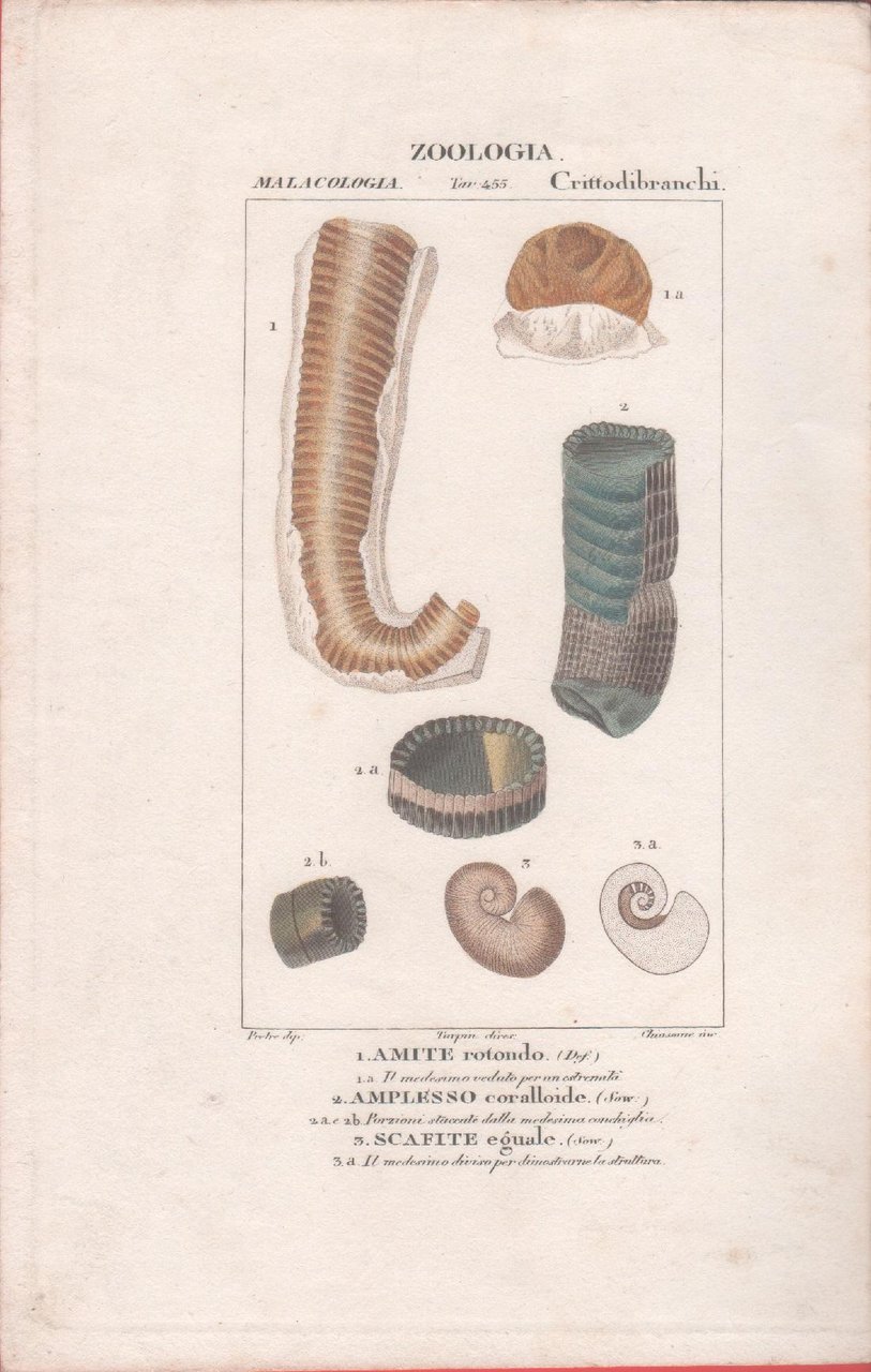 Malacologia. Crittodibranchi. Turpin. Stampa ottocentesca