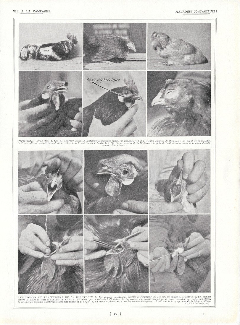 Maladies aviarie contagieuses - Diphtérie aviaire - Immagine 1928