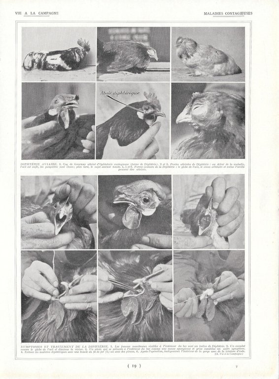Maladies aviarie contagieuses - Diphtérie aviaire - Immagine 1928 | Immagine Gallery 1
