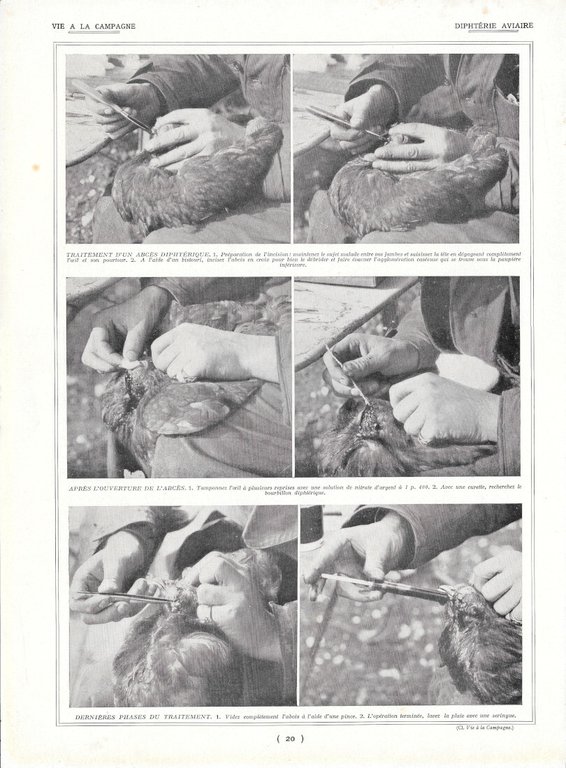 Maladies aviarie contagieuses - Diphtérie aviaire - Immagine 1928