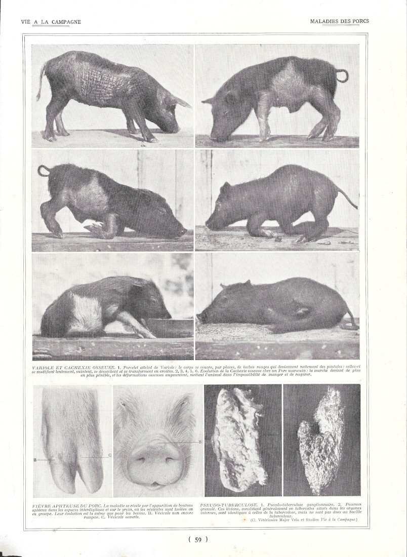 Maladies des porcs / Peste porcine - Immagine 1928