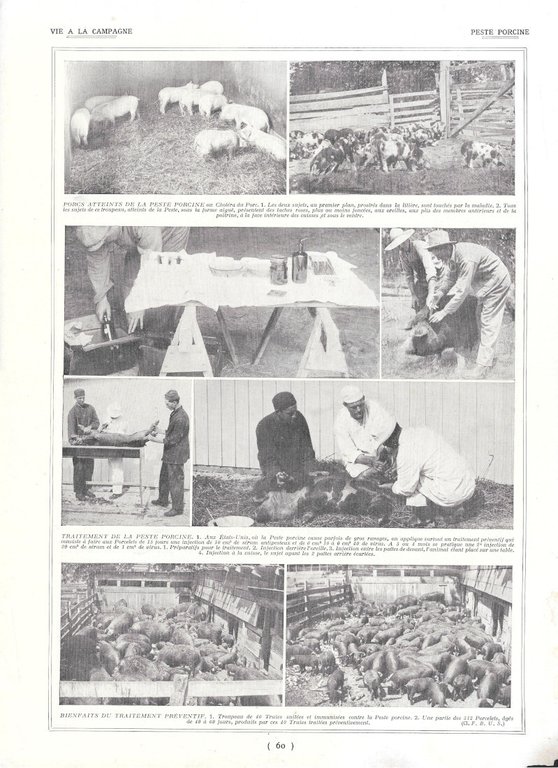 Maladies des porcs / Peste porcine - Immagine 1928